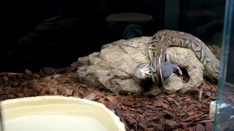 Ball python in its enclosure preying on and killing a rat. Stockbeeldmateriaal 334761816