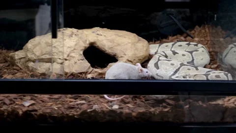 Ball python in its enclosure preying on and killing a rat by constriction. Stockbeeldmateriaal 334761845