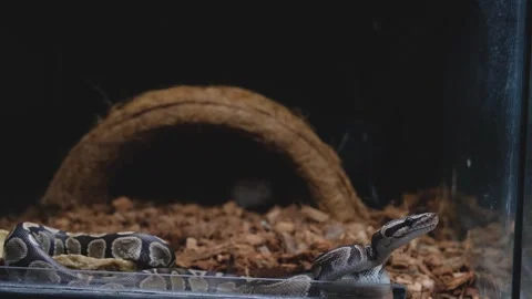 A ball python in its enclosure searching for a rat. Stock Footage 334761781