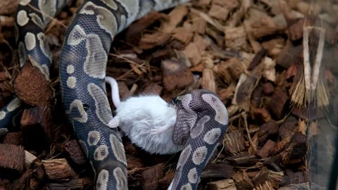 A ball python in its enclosure swallowing a rat back view. Stock Footage 334761787