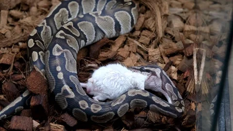 A ball python in its enclosure swallowing a rat. Stockbeeldmateriaal 334761821