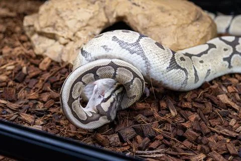 A ball python in its enclosure swallowing a rat headfirst. Photos