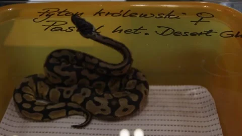 Ball python kept on display in orange plastic box with transparent lid Stock Footage 265649362