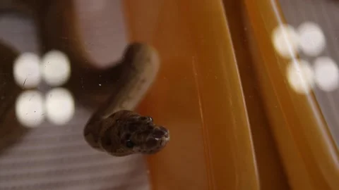 Ball python kept on display in orange plastic box with transparent lid Stock Footage 265649399