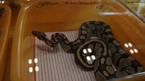 Ball python kept on display in orange plastic box with transparent lid Stock Footage 265649406