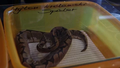 Ball python kept on display in orange plastic box with transparent lid Stock Footage 265649407