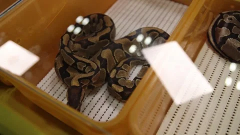 Ball python kept on display in orange plastic box with transparent lid Stock Footage 265649412