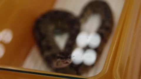 Ball python kept on display in orange plastic box with transparent lid Video stock 265649437