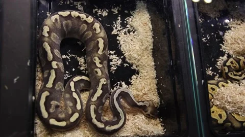 Ball python kept on display in plastic box with transparent lid 스톡 동영상 265649512