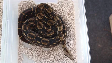 Ball python kept on display in white plastic box with transparent lid Stock Footage 265649703