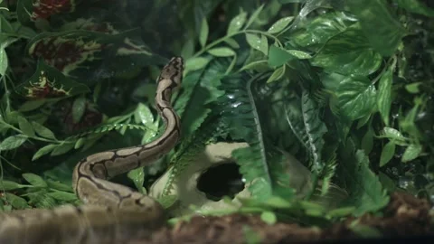 Ball Python Lifting Its Head And Flicking Its Tongue Out The Green Plants. Vidéo 159207463