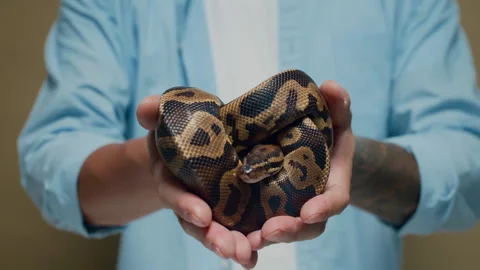 Ball Python Lying Twisted in Human Hands Isolated Video stock 302411314