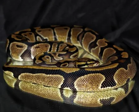Ball Python model Stock-Fotos