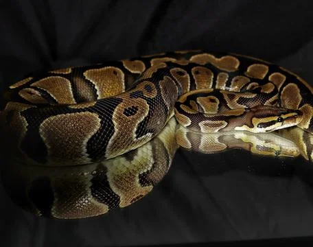 Ball Python model Stock-Fotos