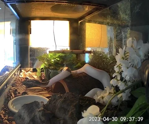 Ball Python Monte's Big Fart, Cocoa, Florida, USA - 30 Apr 2023 Stock-Footage 241839767