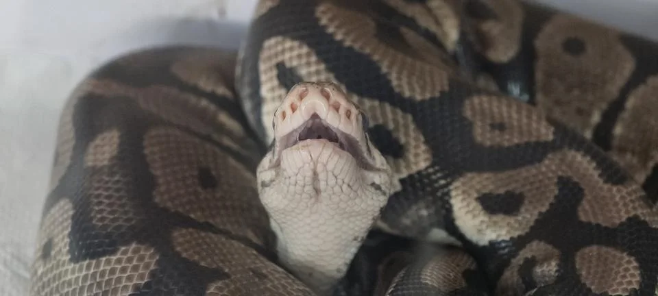 Ball python with mouth slightly open Fotos Stock
