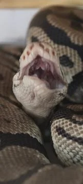 Ball python with mouth wide open Foto stock