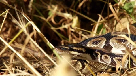 Ball Python in Nature HD Stock Footage 6495809