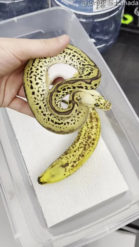 Ball Python or Banana?, Toronto, Ontario, Canada - 16 Feb 2021 Vidéo 205396828