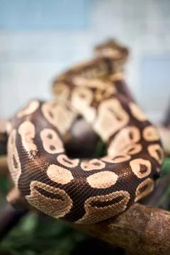 Ball python or Python regius royal python native to West and Central Africa Stock-Fotos