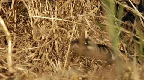 Ball Python peaking through dry grass HD Stock-Footage 6447260