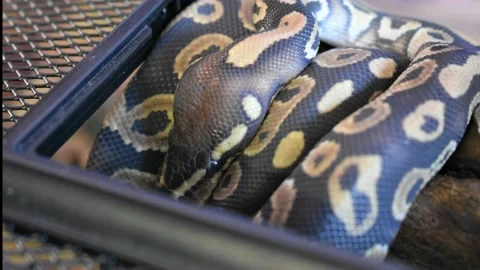 Ball Python Phantom (Snake) Stock Footage 171978524