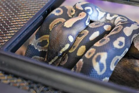Ball Python Phantom (Snake) 스톡 사진