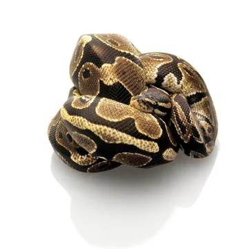 Ball python Stock Photos