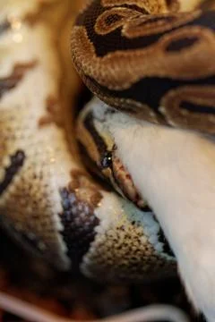 Ball python Foto stock