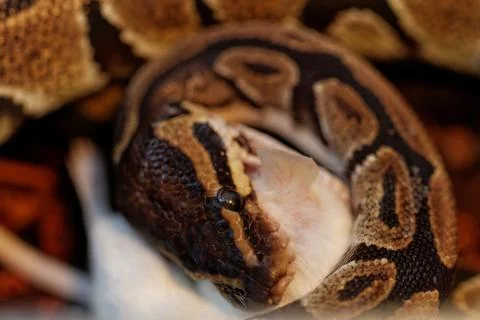 Ball python Stock-Fotos