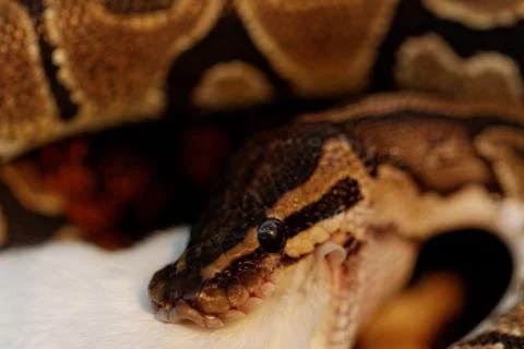 Ball python Photos