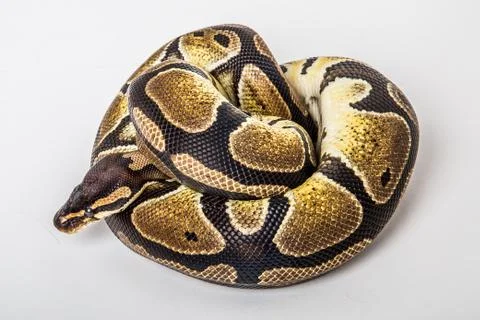 Ball python Foto stock