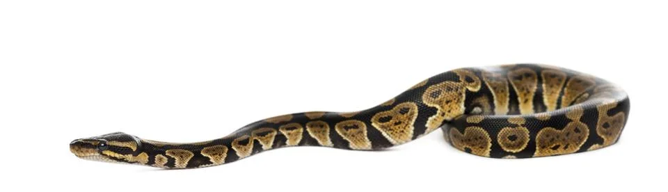 Ball Python 库存照片