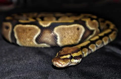 Ball Python Photos
