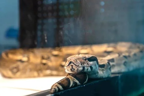 Ball python Foto stock