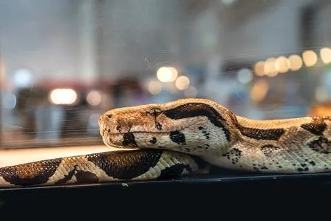 Ball python Stock Photos