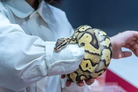Ball python Foto stock