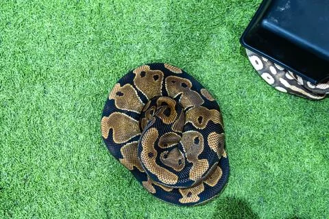 Ball python Stock-Fotos