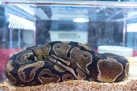 Ball python Stock-Fotos