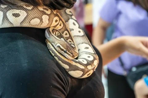 Ball python 스톡 사진