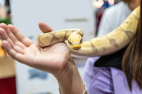 Ball python Stock-Fotos