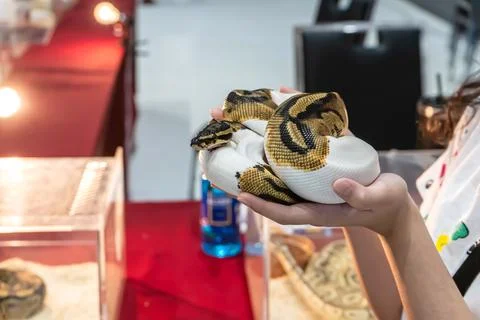 Ball python Stock-Fotos