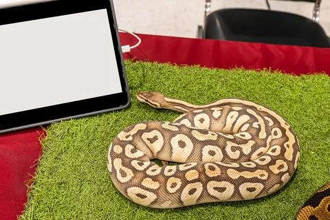 Ball python Stock Photos