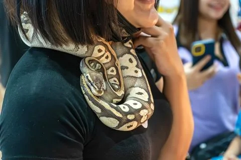 Ball python Stock-Fotos