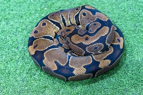 Ball python 스톡 사진