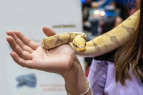 Ball python Stock-Fotos