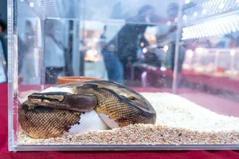 Ball python 스톡 사진