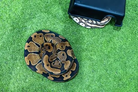 Ball python Stock-Fotos
