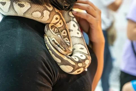 Ball python Stock-Fotos