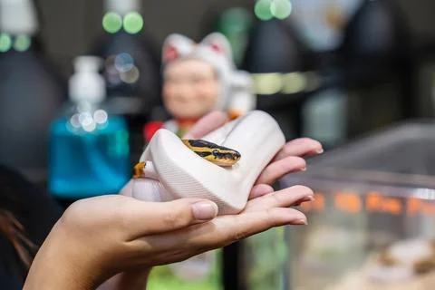 Ball python 스톡 사진